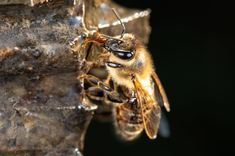 Bee Conservation