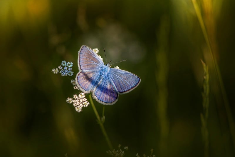 Butterfly Habitats