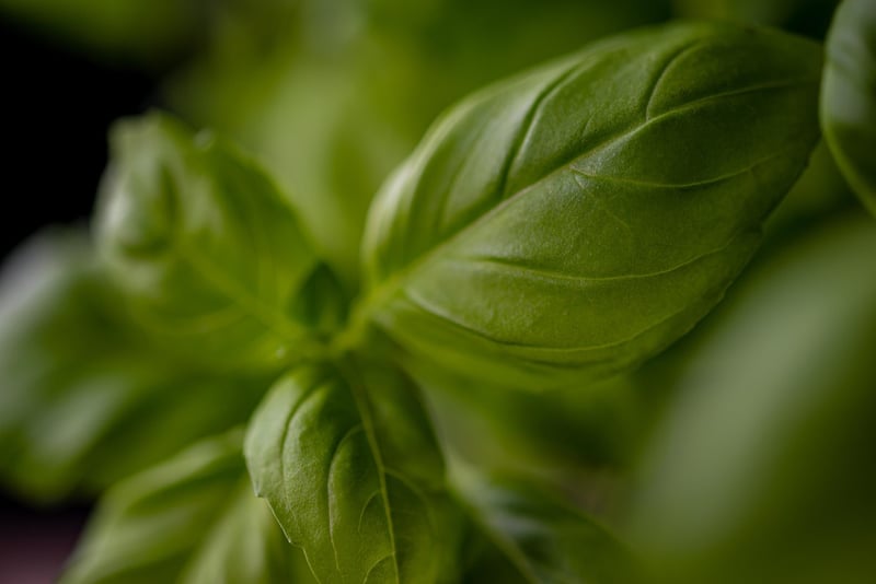 Vertical Herb Garden