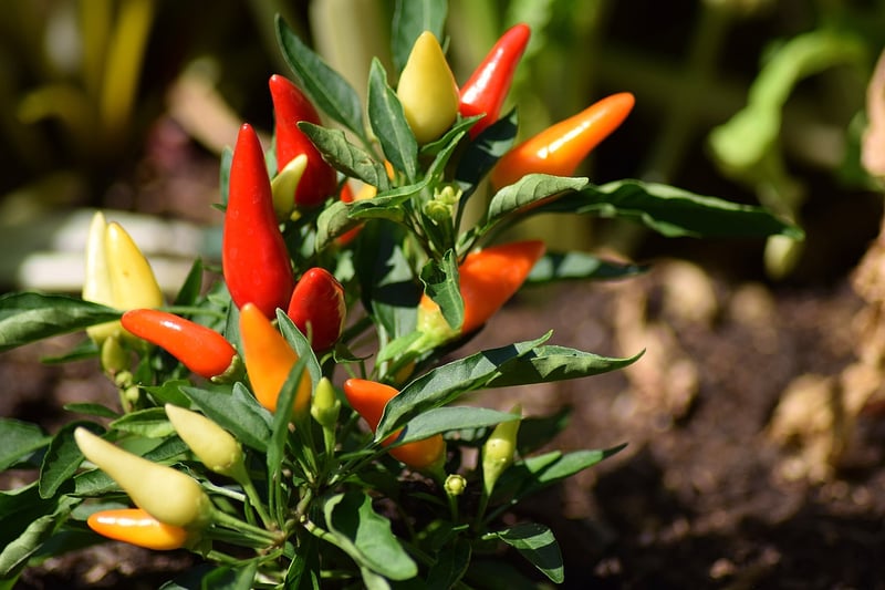 Bell Peppers