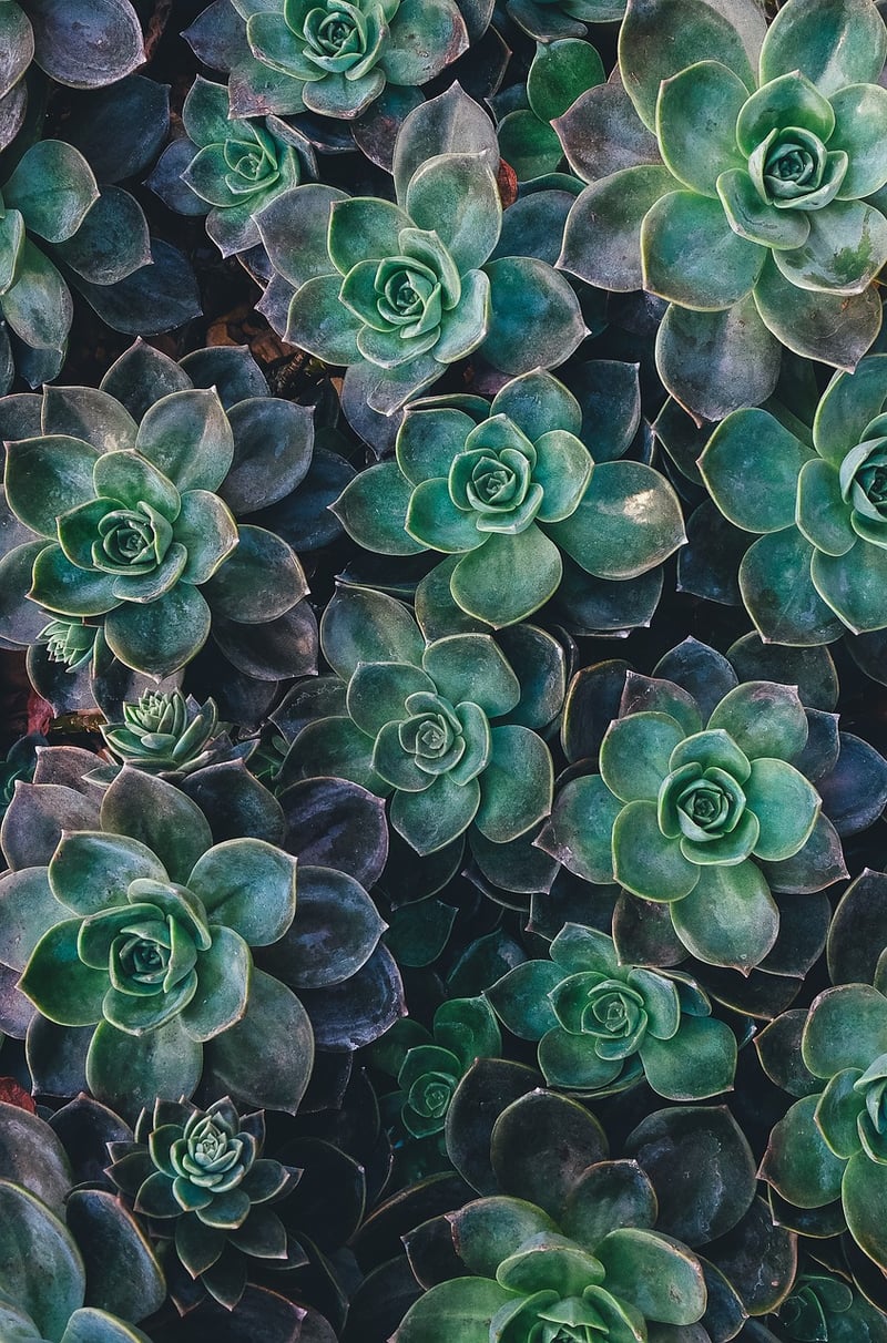 Succulent Wreath